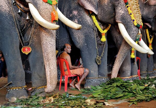 Махаут со слонами во время ежегодного фестиваля Онам в Кочи, Индия