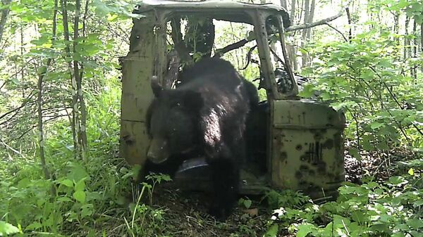 Фотоловушка в нацпарке Земля леопарда в Приморье запечатлела медведя в кабине брошенного грузовика ГАЗ-66