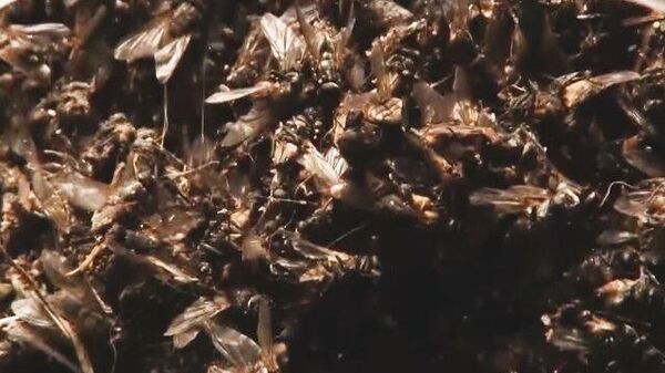 Нашествие мух в Челябинской области
