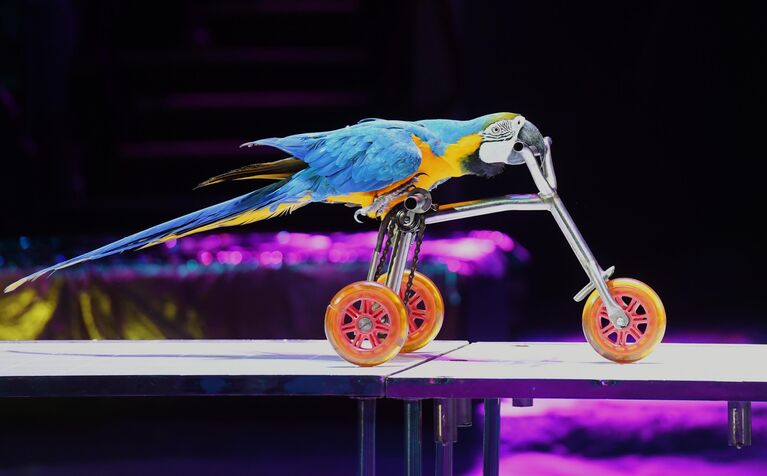 Дрессированный попугай Олега Хотима во время представления в рамках Всемирного фестиваля циркового искусства Идол 
