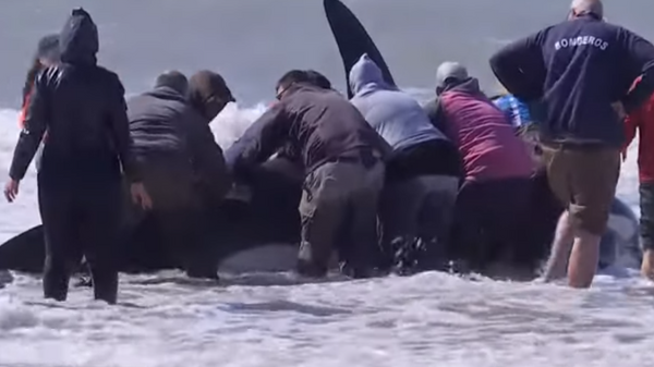 В Аргентине спасают группу оказавшихся на берегу косаток