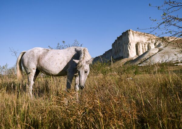 Лошадь пасется возле Белой скалы (Ак-Кая) в Белогорском районе Крыма