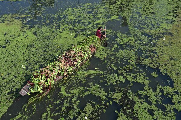 Женщина плывет на лодке сквозь кувшинки на озере Дал в Сринагаре 