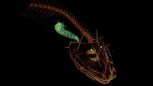 КТ-скан Pseudoliparis swirei — самой глубоководной рыбы, обитающей в Марианской впадине. В желудке у нее рачок