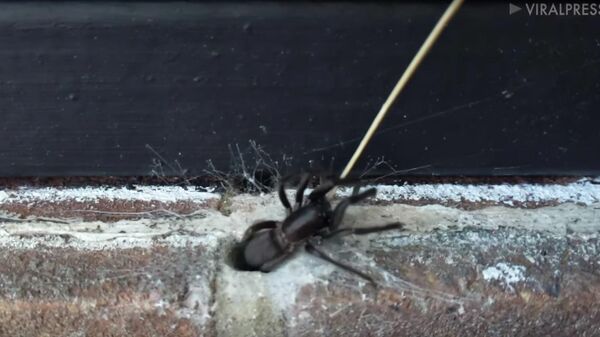 Британец обнаружил паука в стене офиса