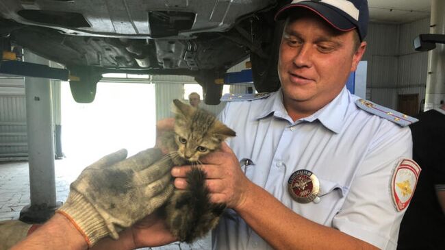 Бездомный котенок спасен из-под капота автомобиля роты ДПС ОГИБДД ОМВД России по Ставропольскому району Самарской области