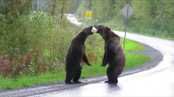 Два медведя гризли в канадской провинции Британская Колумбия. Стоп-кадр видео
