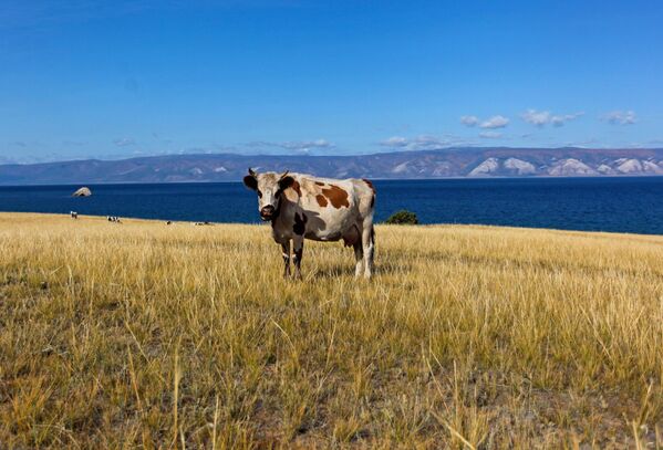 Корова на пастбище на острове Ольхон в Иркутской области