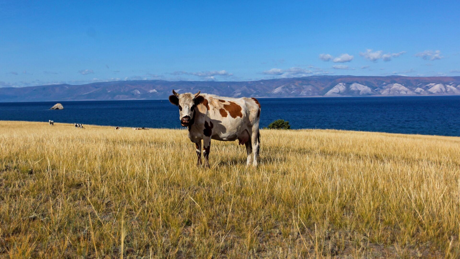 Корова на пастбище на острове Ольхон в Иркутской области - РИА Новости, 1920, 06.04.2021
