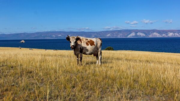 Корова на пастбище на острове Ольхон в Иркутской области