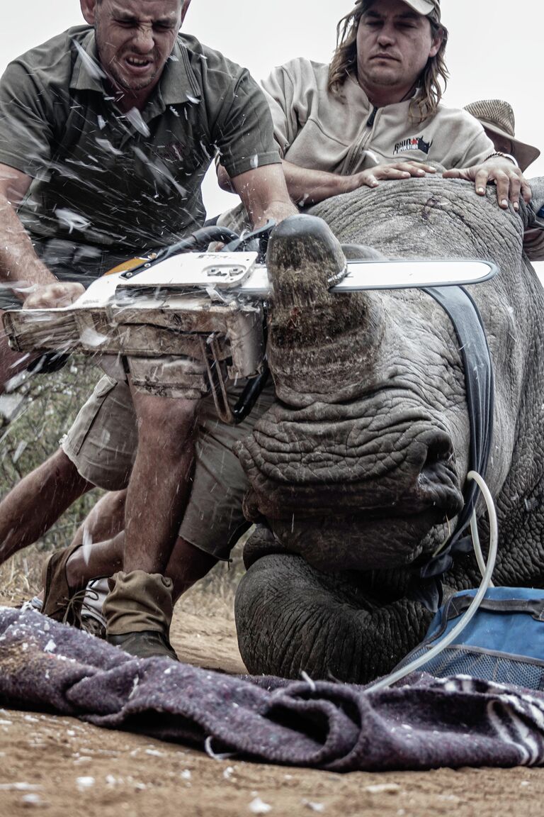 Neville Ngomane. Работа победителя конкурса Environmental Photographer of the Year 2019