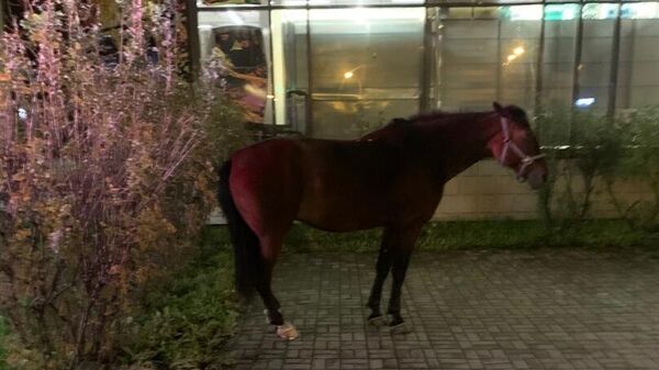 Бесхозная лошадь в Санкт-Петербурге