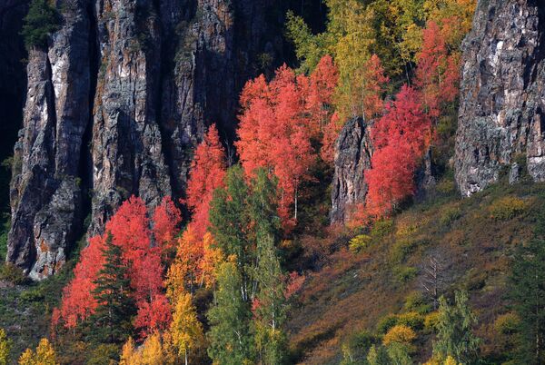 Сибирский лес на скалистом берегу Енисея в районе Дивногорска