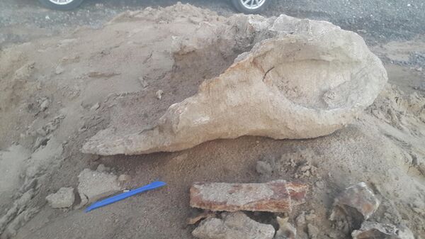 В городе Петровск-Забайкальский около Дворца культуры и спорта в песке, привезенном для благоустройства, пятилетний мальчик выкопал кости древнего носорога
 