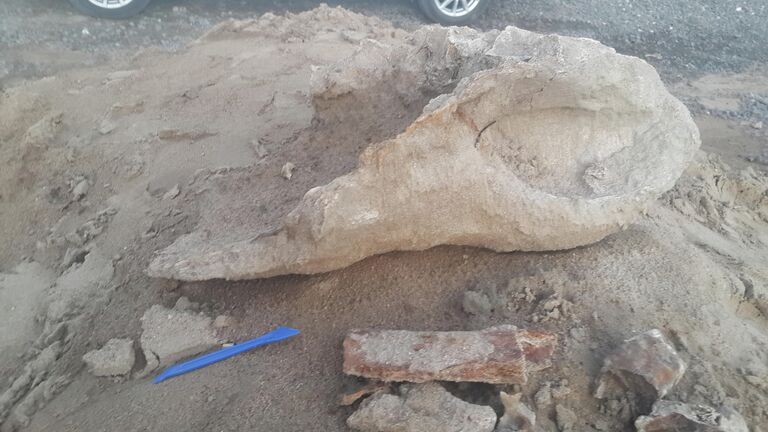 В городе Петровск-Забайкальский около Дворца культуры и спорта в песке, привезенном для благоустройства, пятилетний мальчик выкопал кости древнего носорога
В городе Петровск-Забайкальский около Дворца культуры и спорта в песке, привезенном для благоустройства, пятилетний мальчик выкопал кости древнего носорога