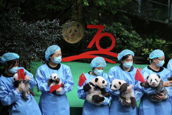 Работники центра изучения и разведения больших панд в Чэнду показывают детенышей, родившихся в этом году, в связи с 70-летием основания КНР