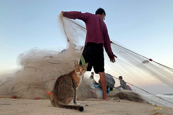 Кошка возле палестинского рыбака на пляже в северной части Сектора Газа