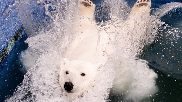 Белая медведица Урсула прыгает в бассейн в красноярском зоопарке Роев ручей