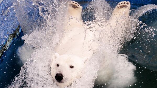 Белая медведица Урсула прыгает в бассейн в красноярском зоопарке Роев ручей