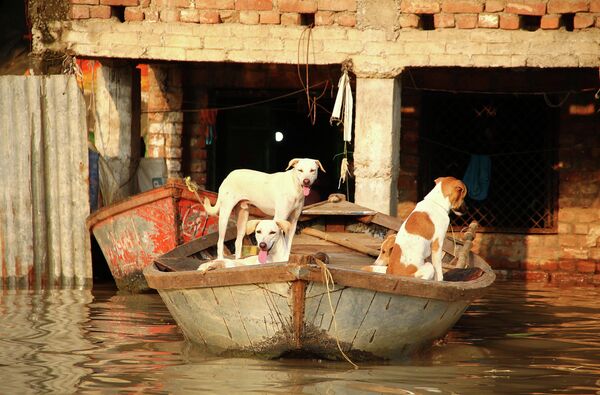Собаки во время наводнения в Аллахабаде, Индия