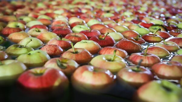 Яблоки сорта Гала на линии калибровки в сортировочном цехе ООО Сады Предгорья 