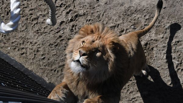 Соревнования по перетягиванию каната с участием львов в сафари-парке