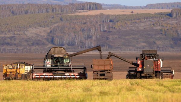 Комбайны засыпают зерно в грузовик во время уборки урожая рапса в Красноярском крае