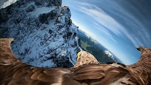 С камерой на крыльях: полет орлана над Альпами