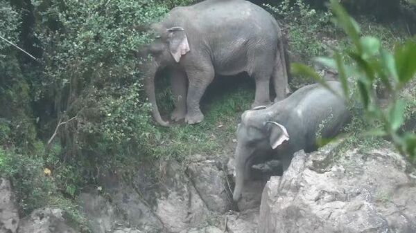 В Таиланде погибла семья слонов