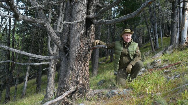 Президент РФ Владимир Путин во время прогулки в тайге