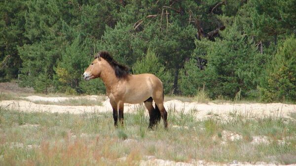 Лошадь Пржевальского в Полесском государственном радиационно-экологическом заповеднике