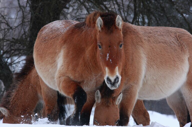 Лошади в Полесском государственном радиационно-экологическом заповеднике