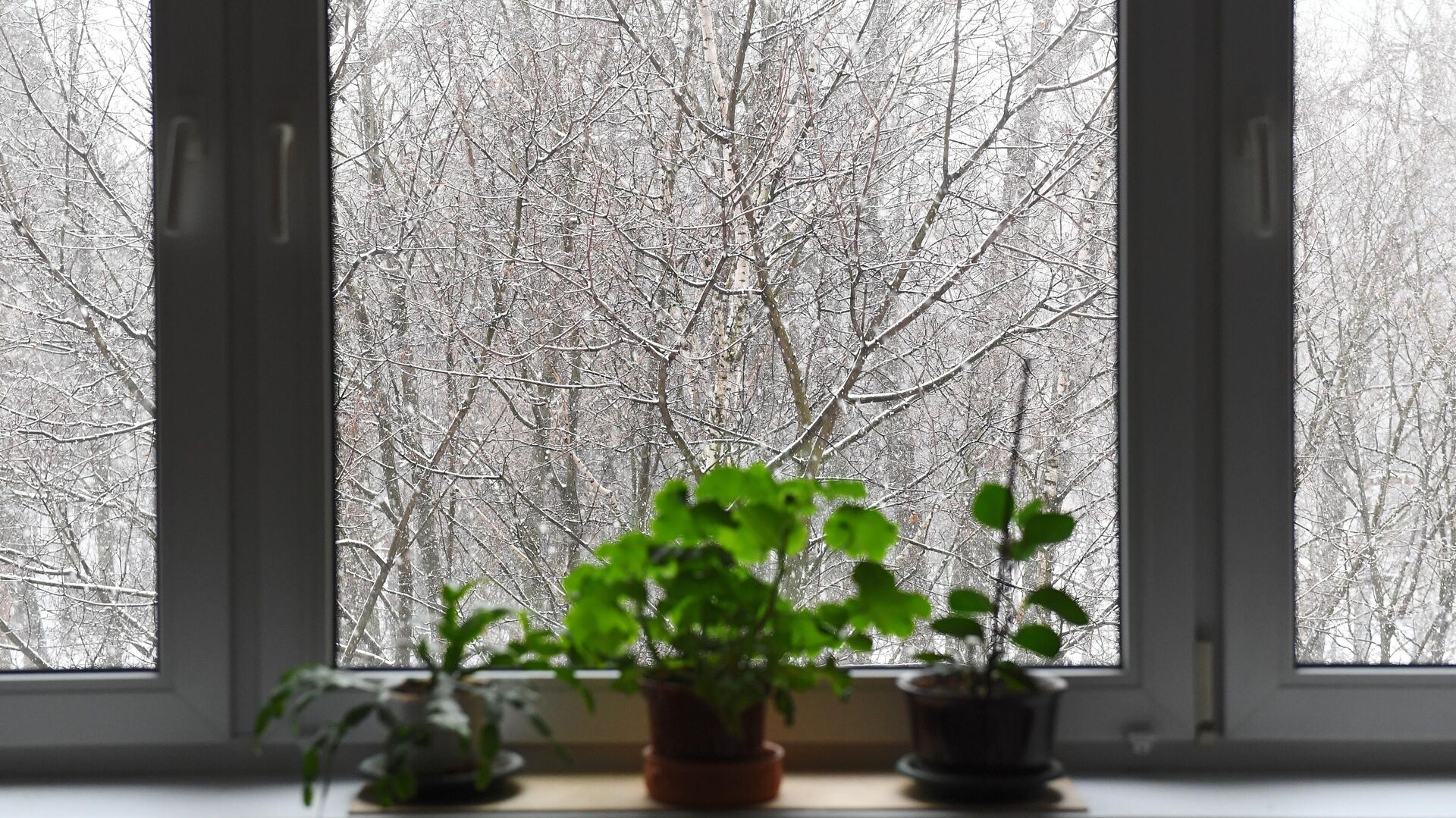 Вид из окна жилого дома на заснеженные ветки деревьев - РИА Новости, 1920, 10.02.2022