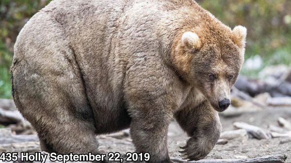 Медведица по кличке Холли в Национальном парке и заповеднике Катмай, США