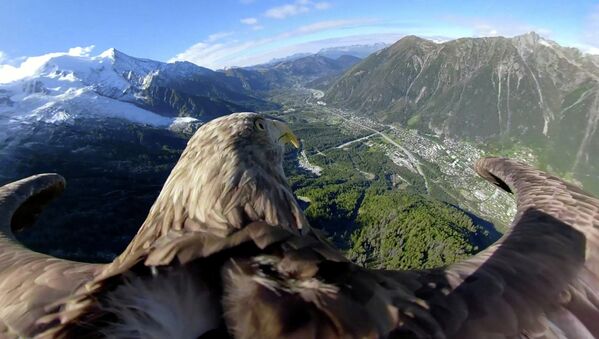 Орел летит над ледниками и горами в Шамони