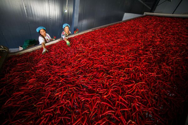 Рабочие сортируют перчики чили на фабрике в Яньчане 