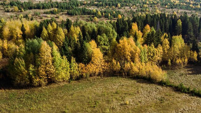 Осенний лес