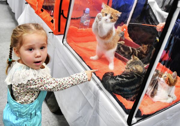 Девочка у переноски с кошками на выставке КоШарики Шоу в Москве, совместной с международной выставкой KOT da VINCI - 10