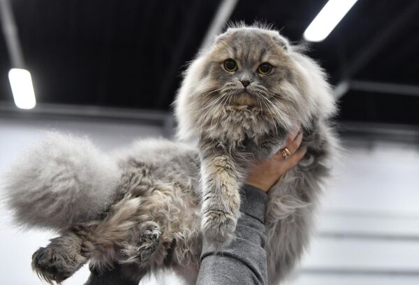 Кошка породы хайленд-фолд (шотландская вислоухая длинношерстная) на выставке КоШарики Шоу в Москве, совместной с международной выставкой KOT da VINCI - 10