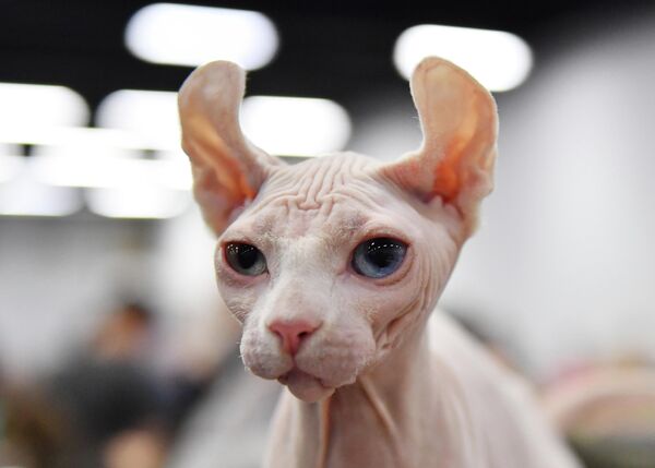 Кошка породы эльф (гибрид американского керла и канадского сфинкса) на выставке КоШарики Шоу в Москве, совместной с международной выставкой KOT da VINCI - 10