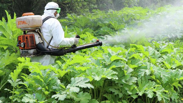 Сотрудник службы дезинфекции обрабатывает гербицидами борщевик в Подмосковье