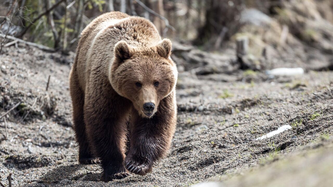 Молодой боксёр убил ножом дикого медведя в Тюменской области
