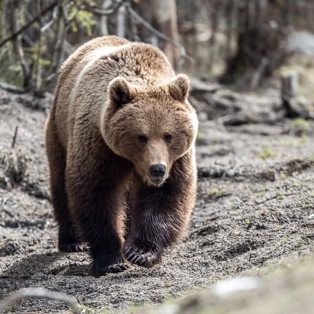Медведи охраняю поле конопли браузер тор яндекс hyrda