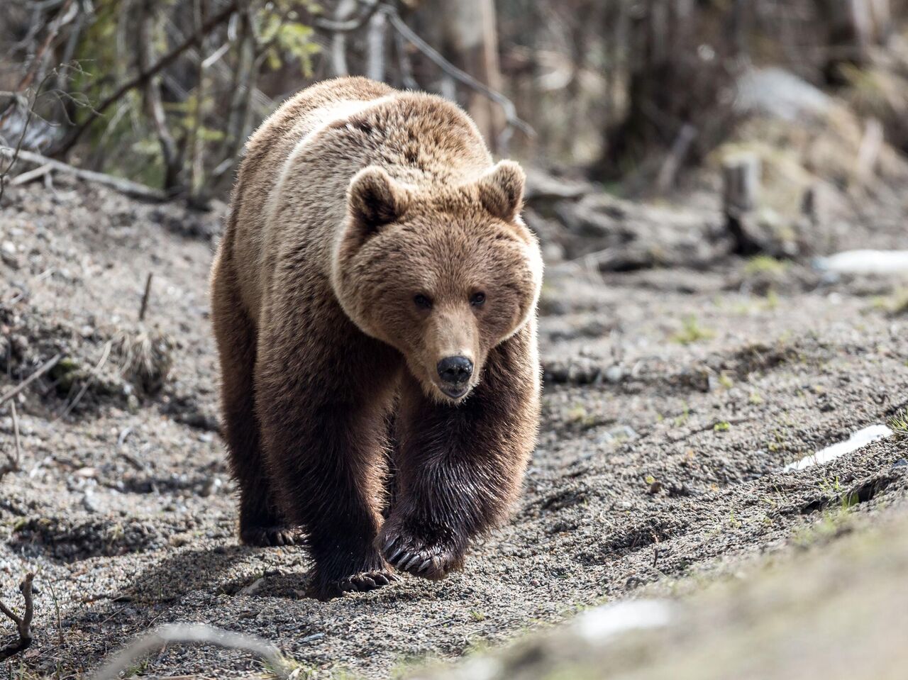 Бурый медведь занял пустой дом на Камчатке - РИА Новости, 19.04.2023