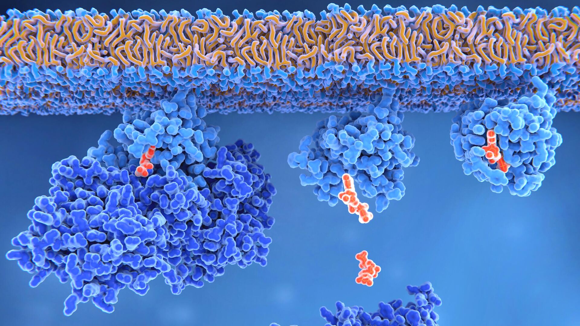 Белок, кодируемый геном RAS (справа), участвует в делении клеток. Впервые его обнаружили как онкоген — мутантный вариант гена, провоцирующий опухоль - РИА Новости, 1920, 17.10.2019