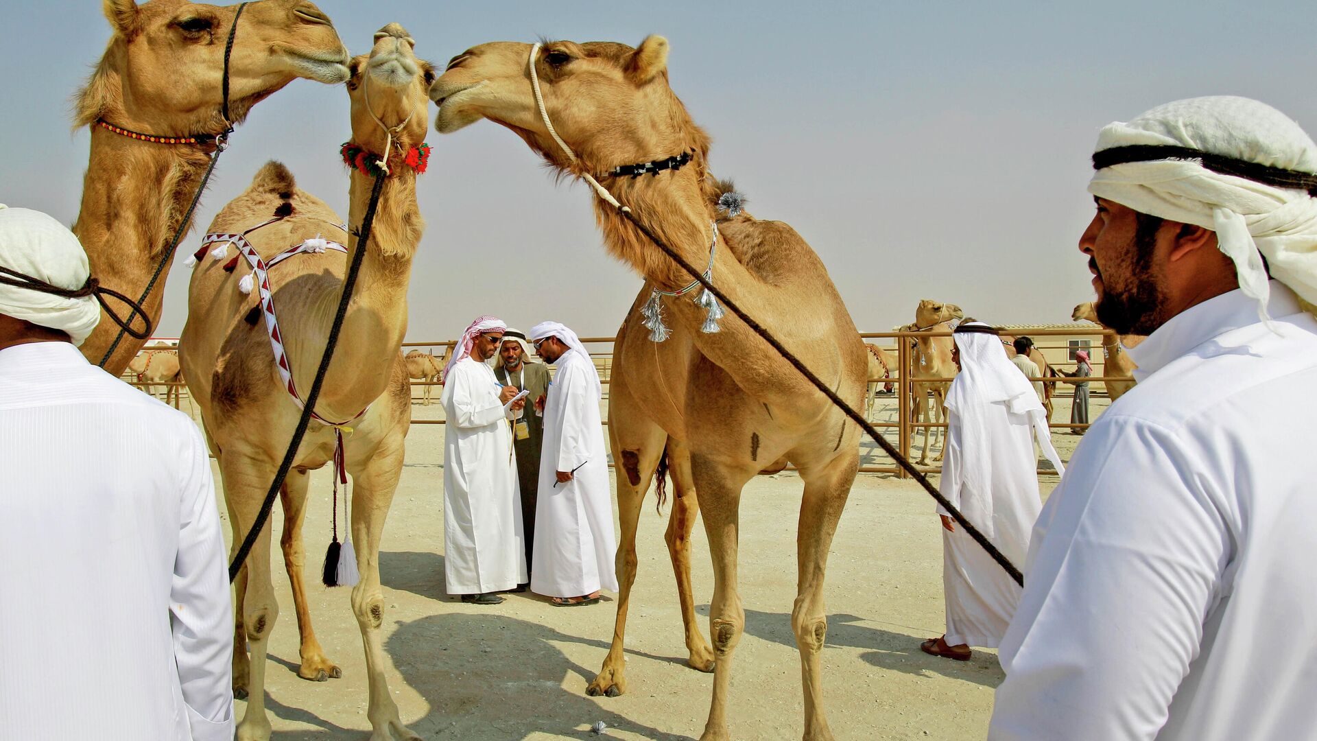 Фестиваль верблюдов Аль-Дафра в Абу-Даби - РИА Новости, 1920, 08.09.2020