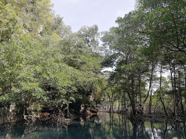 Доминикана . Вид на мангровые джунгли на полуострове Самана