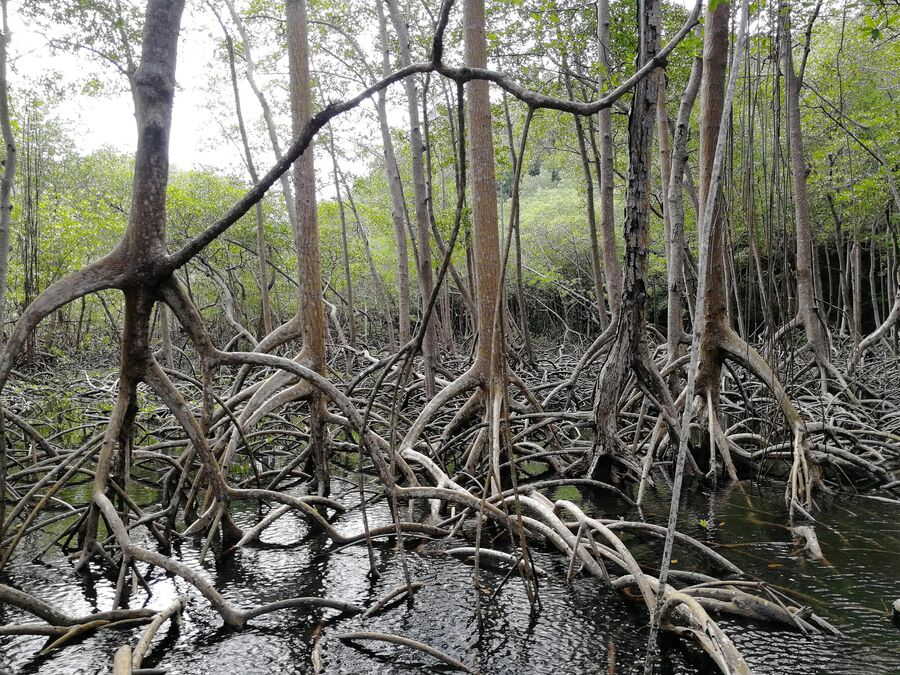 Доминикана. Мангровый лес на полуострове Самана