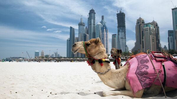 Верблюды в Дубае, ОАЭ