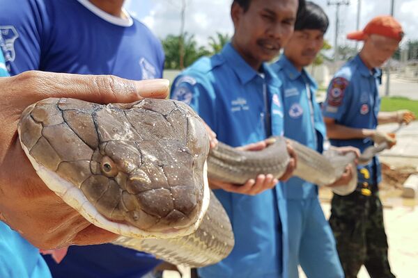 Спасенная четырехметровая кобра, найденная в канализации. Краби, Тайланд